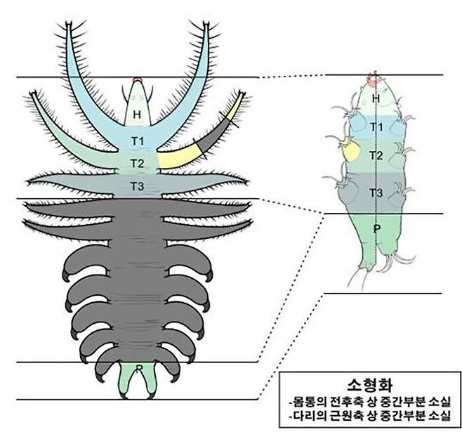 루올리샤니드(왼쪽)와 물곰(오른쪽) (사진=극지연구소 제공, 연합뉴스)