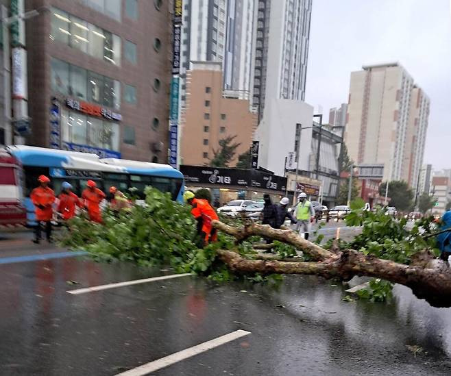 10일 오전 부산에 근접한 가운데 부산 부산진구 한 도로에 나무가 쓰러져 교통이 통제되고 있다. 부산경찰청 제공