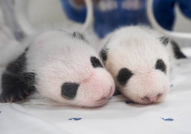 에버랜드가 국내 첫 쌍둥이 판다의 생후 한 달째 사진을 7일 공개했다. 사진=뉴스1