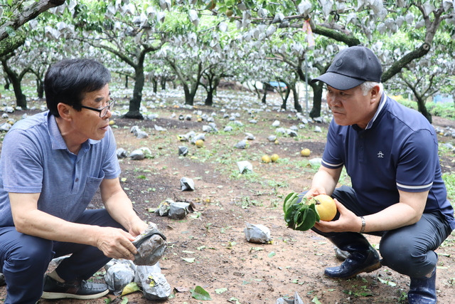 제6호 태풍 ‘카눈’이 지나간 10일 오후, 최남식 울산 울주 서생농협 조합장(오른쪽)이 낙과 피해를 본 서생면의 한 배농장을 방문해 농장주 장영배씨와 피해 대책을 논의하고 있다.