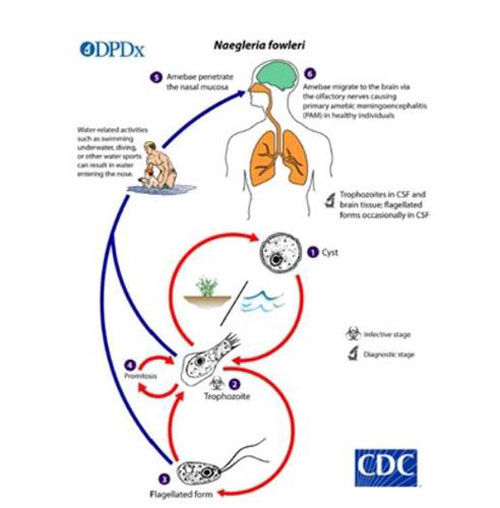 파울러자유아메바 감염경로 (사진=미국 CDC 캡처, 연합뉴스)