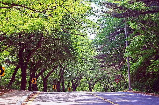 우암산 걷기길 말탄재 주변 길
