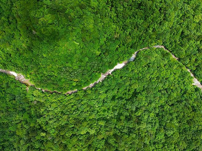 아침가리 계곡 원시림[사진/백승렬 기자]