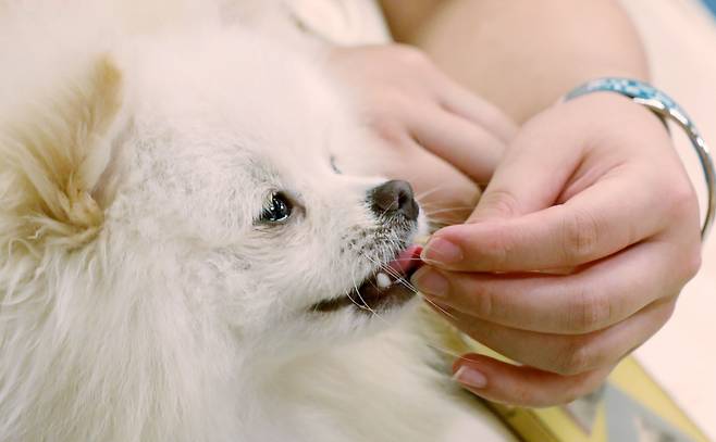 서울 강남구 코엑스에서 열린 2023 케이펫페어를 찾은 관람객이 반려견에게 간식을 주고 있다. /뉴스1