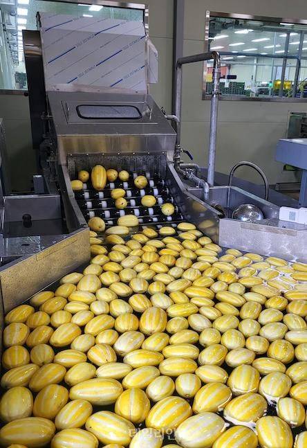 참외를 열수(따뜻한 물)에 세척하는 모습. ⓒ농촌진흥청