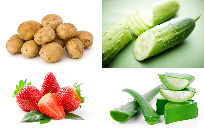 감자와 오이, 딸기, 알로에.(위 왼쪽 사진부터 시계 방향으로)