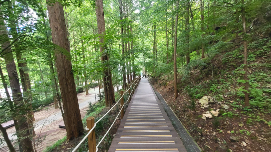 대전 장태산자연휴양림의 메타세콰이아 숲에 설치된 산책용 데크. 사진=김재근 선임기자