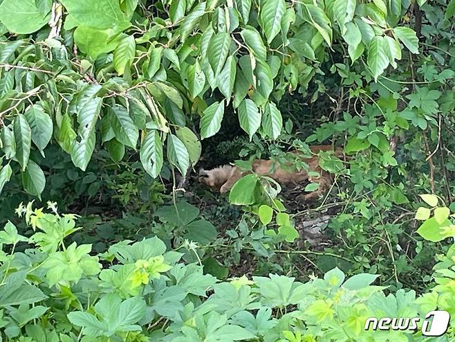 (고령=뉴스1) 이성덕 기자 = 14일 경북 고령군의 한 목장에서 탈출한 암사자 1마리가 1시간10분 만에 사살됐다.   이날 소방 당국 등은 합동 수색을 하던 도중 탈출한 목장 인근 4~5m 지점 숲속에서 암사자를 발견했다. 수색에 투입된 엽사와 경찰, 소방 당국은 인명피해를 우려해 '사살 포획'하기로 협의하고 현장에서 사살해 유관기관에 인계했다.(경북소방본부 제공)2023.8.14/뉴스1  Copyright (C) 뉴스1. All rights reserved. 무단 전재 및 재배포 금지.