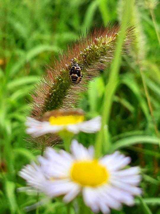 강아지풀은 전국의 산과 들에 흔하디 흔한 식물이다. 서울 안산 산책로 여름 개망초 꽃과 함께 피어 있는 강아지풀. 벌과 나비 곤충이 즐겨 찾는다. 2020년 7월30일