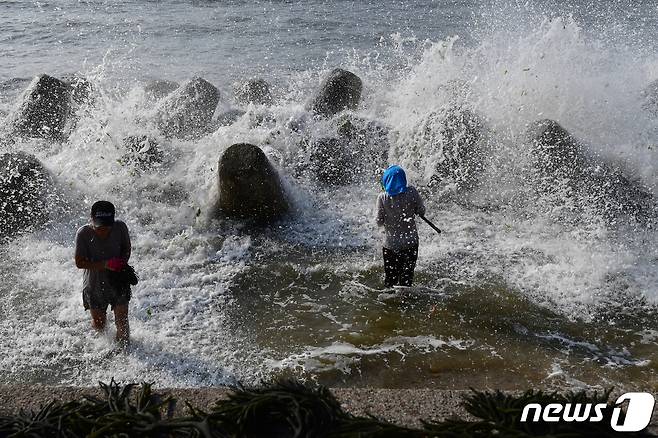 16일 오전 경북 포항시 북구 환여동 해안에서 어민들이 파도에 밀려나온 청각을 줍고 있다.2023.8.16/뉴스1 ⓒ News1 최창호 기자