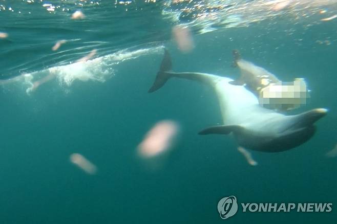 지난 2020년 제주시 구좌읍 연안에서 어미 남방큰돌고래가 이미 죽은 새끼 돌고래를 수면 위로 올리려 하고 있다.[자료=연합뉴스]