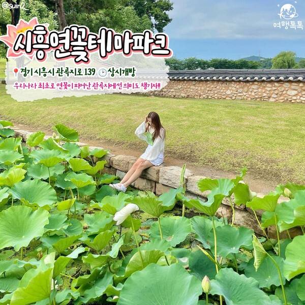 국내 연꽃 명소 추천 /&nbsp;@suin2_