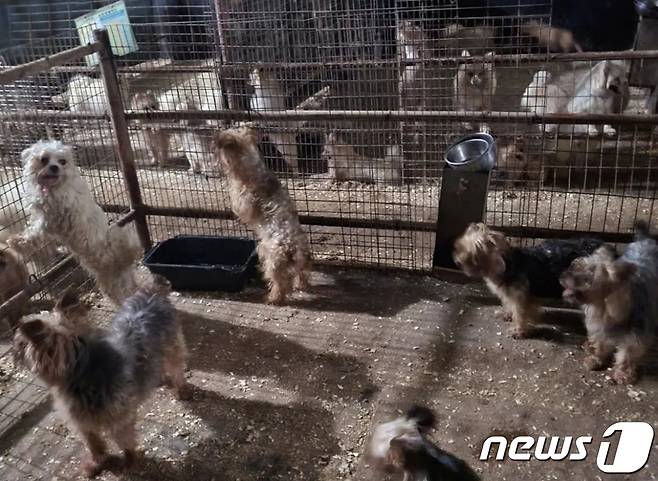 강아지들이 불법 번식장에서 구조될 당시 모습(코리안독스 인스타그램) ⓒ 뉴스1