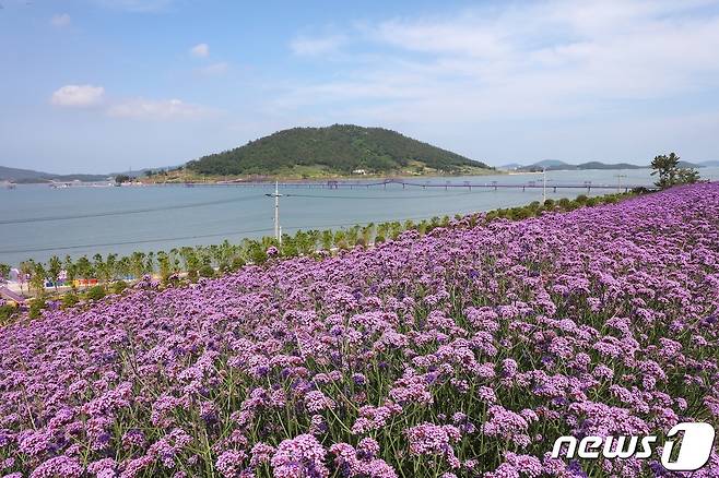 신안 반월도 꽃단지에 만개한 버들마편초 (신안군 제공)/뉴스1