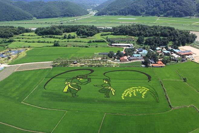 경북 예천의 유색 벼 아트.