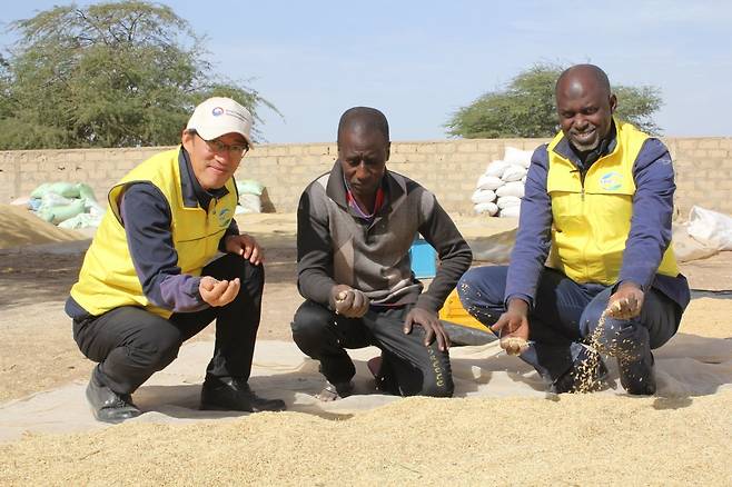 한국의 벼 육종 전문가인 강경호 박사(왼쪽에서 첫 번째)가 아프리카 전문가들과 함께 ‘이스리-6’ 쌀을 도정하기 전에 건조 상태를 확인하고 있다.