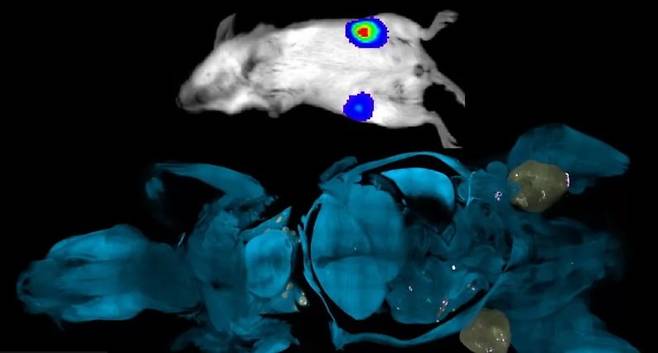 암 종양을 분홍색과 흰색 점으로 보여주는 투명 스캔(아래)과 가장 큰 종양 농도만 보여주는 기존 스캔(흰색)/사진=BBC NEWS, NATURE
