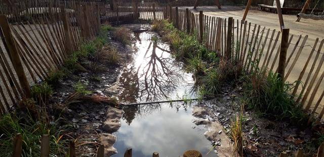 물길을 따라 흘러내린 빗물은 완만한 곳에 가서 고인다. 홀랜드 파크 놀이터 설계팀은 비만 오면 물이 고이는 지점에 아이들이 생태를 관찰할 수 있는 습지를 만들었다.