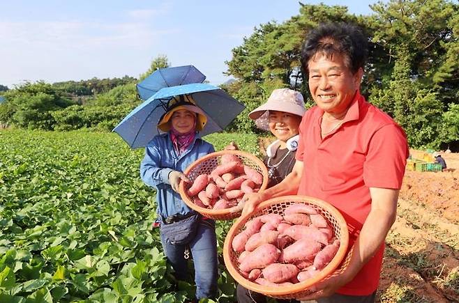 "해남 고구마 맛 보세요" [해남군 제공·재판매 및 DB 금지]