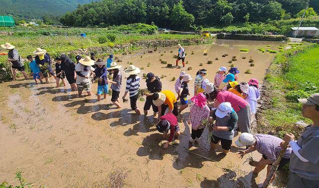 남해상주초등학교와 상주중학교 학생들은 해마다 동고동락협동조합의 '다랑논 활성화 프로젝트'에 참여해 모내기와 추수 등을 직접 체험하고 있다. 남해상주동고동락협동조합 제공
