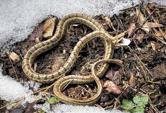 동면에서 깬 누룩뱀의 모습. [사진 변산반도국립공원사무소]