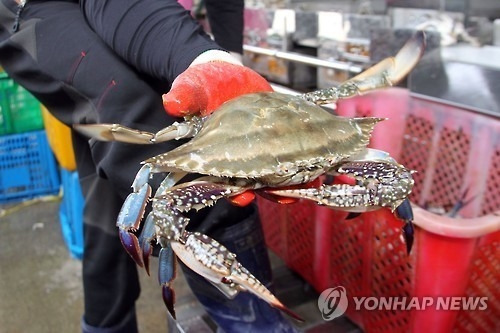 푸른꽃게가 조개 양식장에 막대한 피해를 준다며 이탈리아가 전쟁을 선포했다. 자료사진. 기사와 무관. [사진출처 = 연합뉴스]