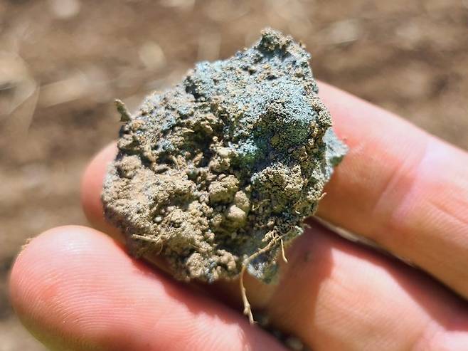 현무암 가루(회색)와 경작지의 흙(황토색)이 뒤섞인 모습. 현무암 가루 속 광물 성분은 빗물에 녹은 이산화탄소를 흡수하는 성질이 있다. 예일대 제공