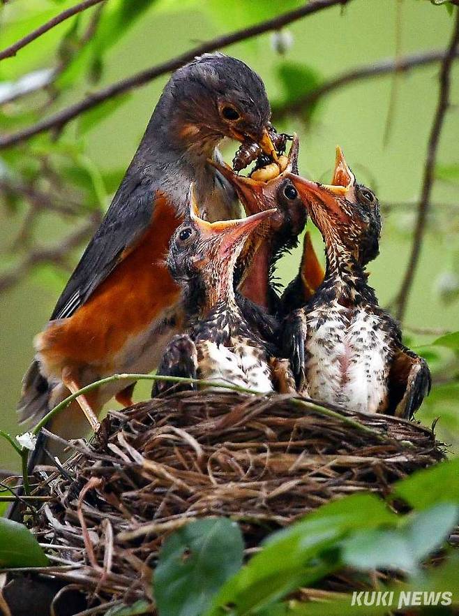 되지빠귀가 어미가 먹이를 잔뜩 물어다 새끼에게 먹이고 있다. 동구릉에 다양한 새들이 번식하고 있다는 것은 그만큼 안정적인 생태계를 이루고 있음을 증명하는 것이다.