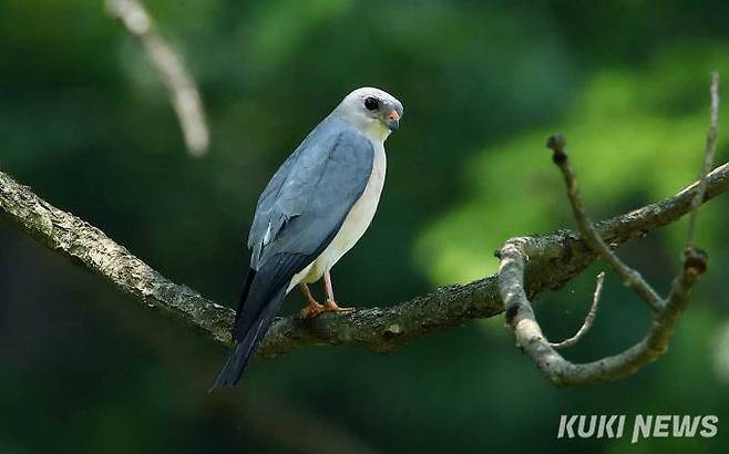 ' 붉은배새매' 천연기념물 제323-2호 및 멸종위기 야생생물 Ⅱ급으로 지정하여 보호하고 있다.