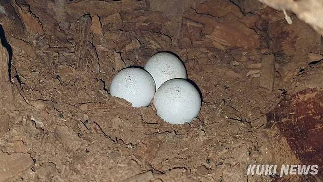 '솔부엉이 알'솔부엉이는 한 배에 3마리의 새끼를 키운다. 포란기는 28일이며 육추는 4주이다.