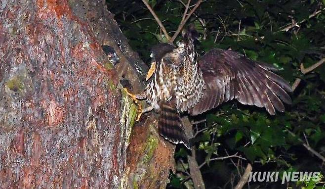 솔부엉이 어미가 곤충을 물어오는 모습을 새끼가 지켜보고 있다.