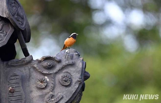 재실 장식기와 위에서 휴식을 취하는 '딱새'동구릉(東九陵)은 ‘한양 동(東)쪽에 있는 아홉(九) 기의 왕릉’이라는 뜻으로, 조선을 건국한 태조고황제(太祖高皇帝)를 비롯해 7명의 왕과 10명의 왕비가 잠들어 있는 곳으로 조선 최대의 왕릉군이자 세계문화유산이다.