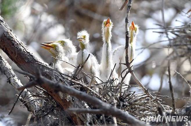 중대백로 새끼들