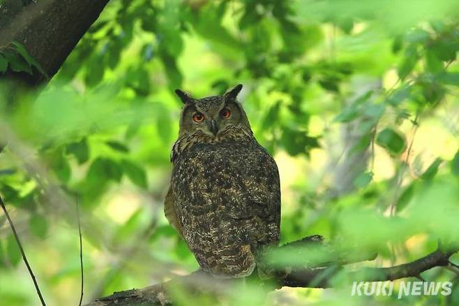 '수리부엉이' (천연기념물 제324-2호)올빼미과 수리부엉이속의 새로 한국과 중국을 포함한 동아시아부터 러시아 남부, 중앙아시아, 그리고 유럽 전 지역에서 서식하는 대형 맹금류이다.