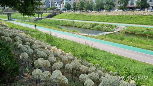 남양주시 별내동 카페거리에 설치된 LED수국 조명시설. 이대현기자