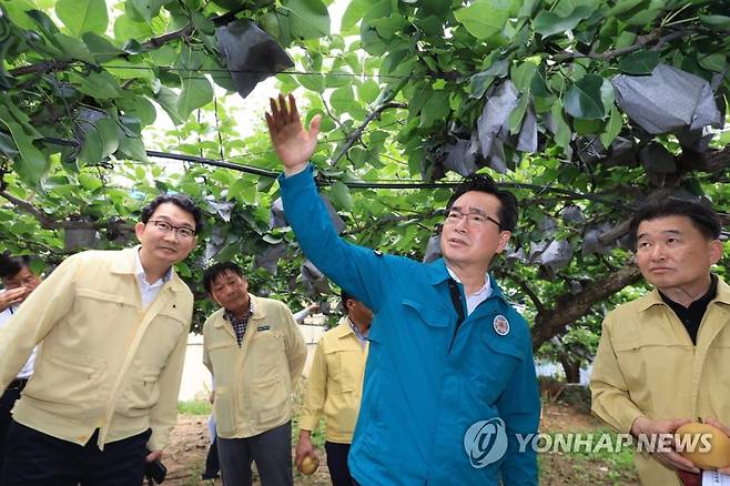 안성 배 농가 방문한 농식품부 장관 (서울=연합뉴스) 정황근 농림축산식품부 장관이 지난 9일 경기 안성의 배 재배 농가를 방문, 배의 수급 상황과 과수 분야의 태풍 대비 태세를 점검하고 있다. 2023.8.9 [농림축산식품부 제공. 자료사진. 재판매 및 DB 금지]