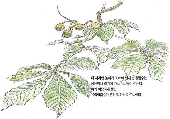우리 주변 식물들의 비밀 이야기: 칠엽수