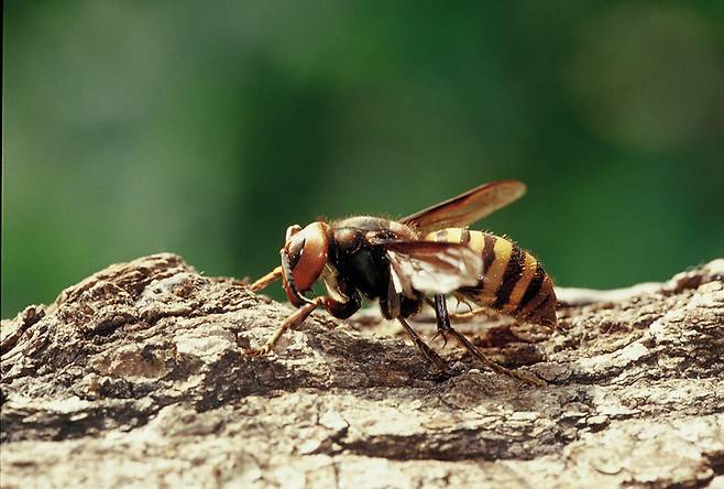 산에서 버섯과 도토리를 채취하던 70대 남성이 벌에 쏘여 숨졌다. 사진은 기사 내용과 직접적 관련 없음. /사진=게티이미지뱅크