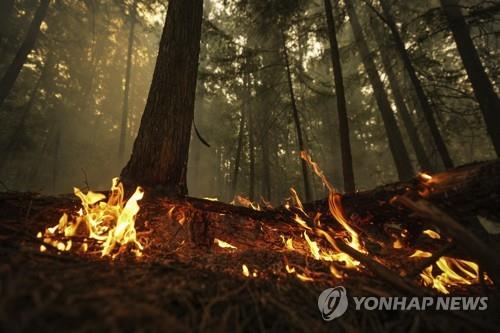 캐나다 산불 [AP=연합뉴스 자료사진. 재판매 및 DB 금지]