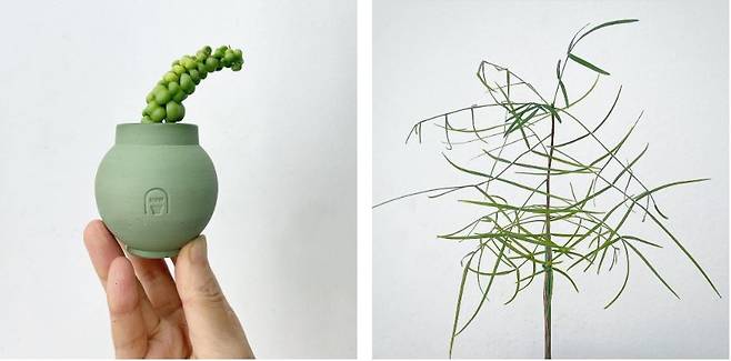 (1) ‘디시디아 하트드래곤’ (2) ‘버세라 파라독사’. 그린포레스트 제공