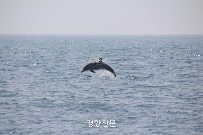 남방큰돌고래. 핫핑크돌핀스 제공