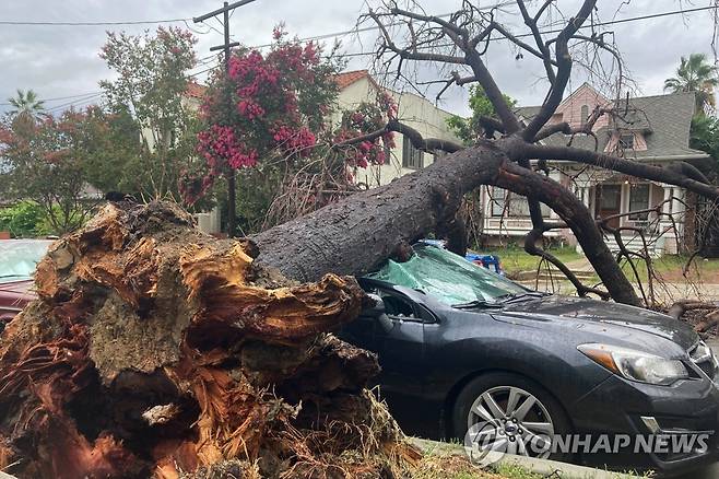 LA에서 폭풍우로 나무가 쓰러져 차를 덮친 모습 [AP=연합뉴스. 재판매 및 DB 금지]