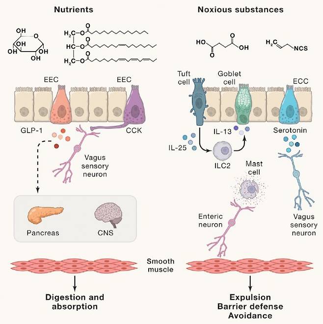 동물은 생존을 위해 섭취한 먹이에 들어있는 영양분과 독소를 인식해 대응하는 다양한 메커니즘을 진화시켰다. 장벽의 장내분비세포(EEC) 섭취한 영양분을 감지해 호르몬과 신경전달물질을 분비해 소화와 흡수를 조절한다(왼쪽). 한편 독소가 들어있으면 장벽의 다른 세포들이 반응해 해독작용을 한다. 알레르기&nbsp;반응은 이 작용이 빨리 일어나게 하는 방법으로 비만세포(mast cell) 표면의 항체가 독소와 함께 들어있는 단백질을 항원으로 인식해 작용한다(오른쪽). 셀 제공