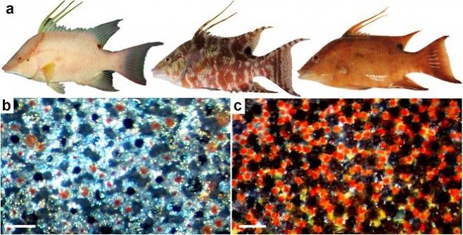 호그피쉬 피부에서 일어나는 색 변화. 국제학술지 '네이처' 제공.