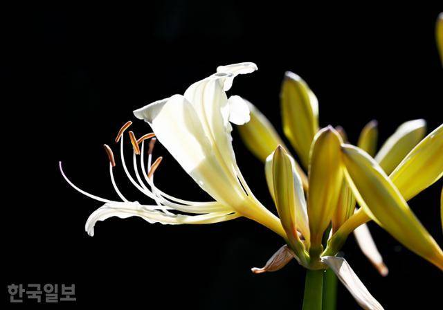 위도 관아 마당에 핀 위도상사화. 일반 상사화와 달리 상아빛이다. 26일부터 위도상사화축제가 열린다.