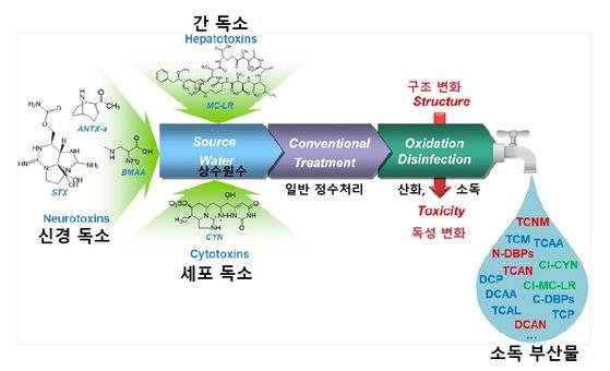 남세균 독소에서 소독 부산물이 생성되는 과정을 나타낸 그래픽. [자료: Environmental Science and Technology, 2023]