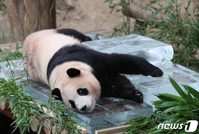 무더운 여름을 나고 있는 푸바오가 24일 오전 경기 용인시 처인구 에버랜드 판다월드에서 사육사들이 준비한 얼음 평상 위에서 더위를 식히고 있다. 2023.8.24/뉴스1 ⓒ News1 김영운 기자