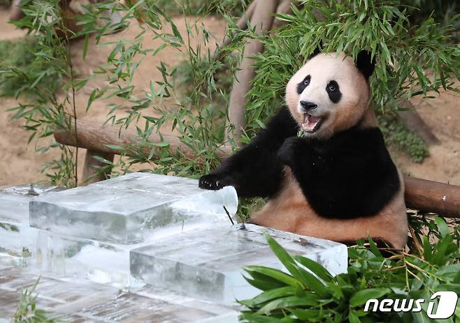 무더운 여름을 나고 있는 푸바오가 24일 오전 경기 용인시 처인구 에버랜드 판다월드에서 사육사들이 준비한 얼음 평상 위에서 더위를 식히고 있다. 2023.8.24/뉴스1 ⓒ News1 김영운 기자
