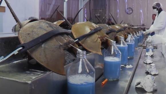 캘리포니아 비영리단체 ‘Revive & Restore’ 유튜브 채널 캡처