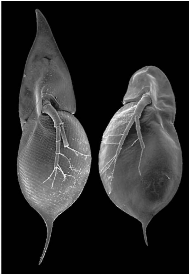 전형적인 물벼룩의 모습(왼쪽)과&nbsp;포식자에게서 분비되는 화학물질에 반응하여 형질 변화를 일으킨 물벼룩의 자손 모습. 네이처 제공